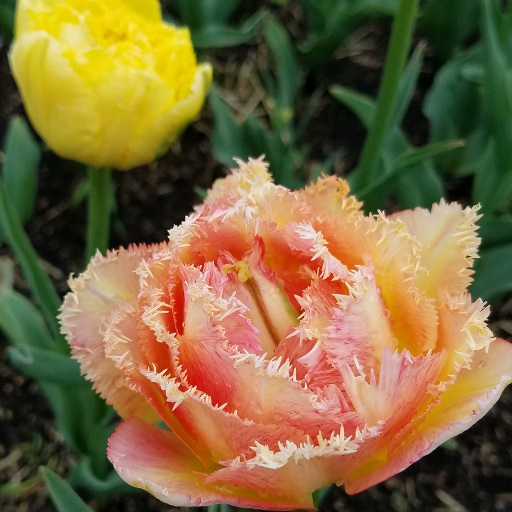 Meet your Posher, Jenny